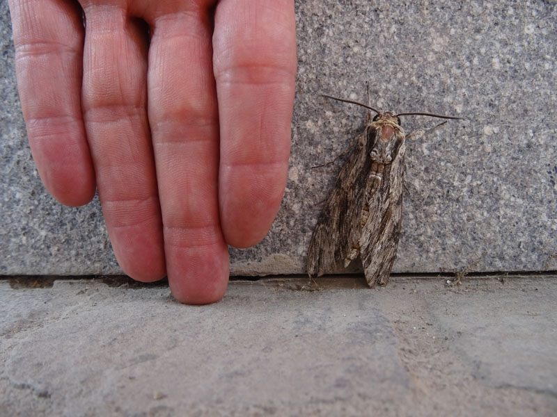 Agrius convolvuli - Sphingidae